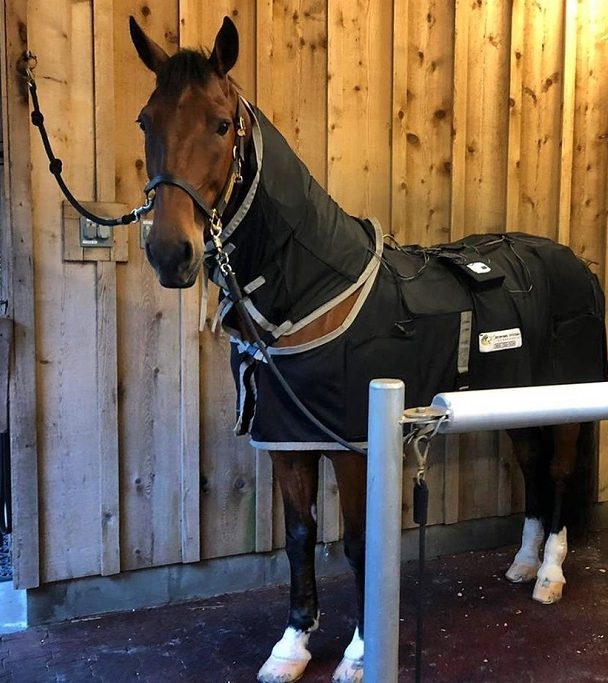 Equine PEMF Therapy Horse Bundle Back Blanket Leg Shoulder Neck Treatment 